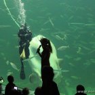 Mondfisch und Taucher im Oceanarium