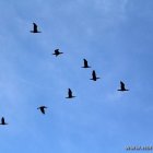 Formationsflug