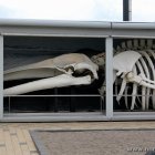 Wal im Oceanarium