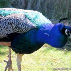 Blaavand Zoo Pfau
