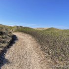 Dünen beim Lyngvig Fyr
