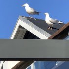 Möwen auf dem Dach