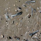 Muscheln am Strand