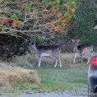 Rehe im Ferienhausgebiet Blaavand