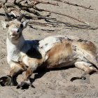Rentiere Zoo