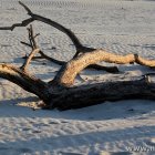 Strandgut
