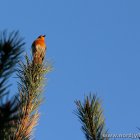 Vogel in Abendsonne