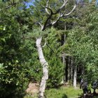 Baum am Weg von Tversted Søerne