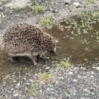 Durstiger Igel in Sønderlev vor den Træstuen