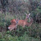 Hirschkuh mit ihren Kids in den Dünen