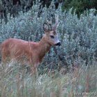 Junger Hirsch in Tornby