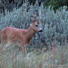 Junger Hirsch in Tornby