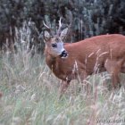 Junger Hirsch am Ferienhaus