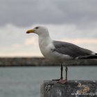 Möwe im Hafen