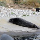 Robbe beim Sonnenbad Nordsø Oceanarium Hirtshals_7717