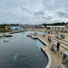 Robbenbecken im Nordsø Oceanarium Hirtshals