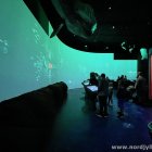 Spieleleinwand im Nordsø Oceanarium Hirtshals