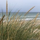 Strandhafer in den Dünen von Tornby