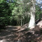 Waldweg an den Tversted Søerne