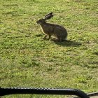 Wildhase am Ferienhaus