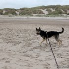 Hund am Strand von Houstrup