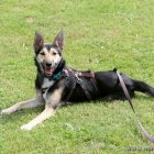 Hund am Ferienhaus