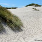 Dünnen am Strandübergang von Nymindegab