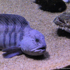 Fisch im Nordsoen Oceanarium
