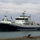 Norwegian Gannet in Hirtshals
