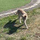 Besuch beim Minigolf